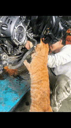 猫咪跟着修车的主人在汽修店生活了五六年，每天看着主人修车。耳濡目染，久而久之好像