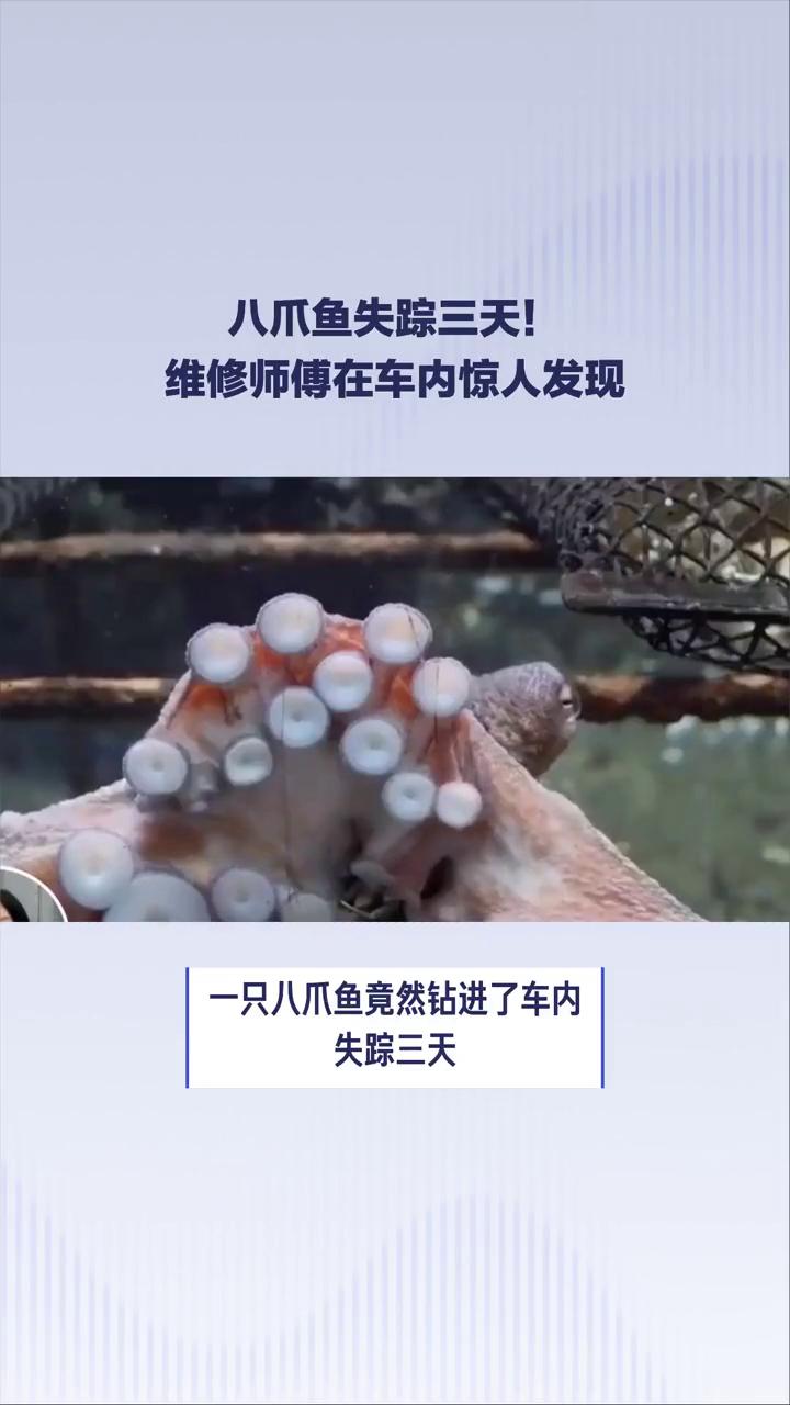 一只八爪鱼竟然钻进了车内，失踪三天。最终4s店维修师傅在副驾驶扶手箱中发现了它。