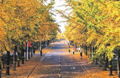 【银杏铺就“金色大道”】近日，六安市皖西学院内近500米长的银杏大道满目金黄，随