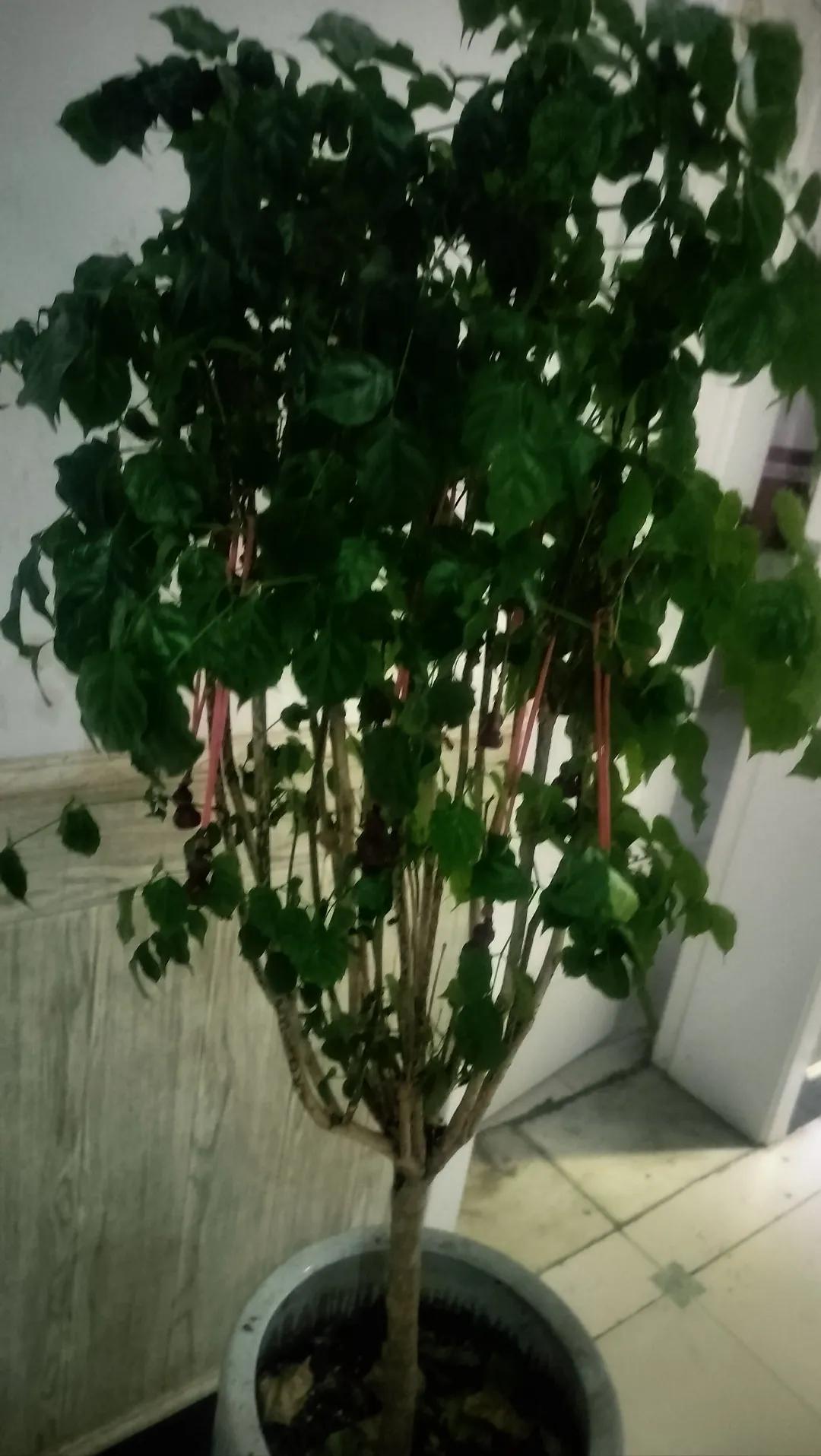 这盆幸福树长得枝繁叶茂，绿油油的叶片层层叠叠，枝干挺拔又有韧性，看着就透着生机。