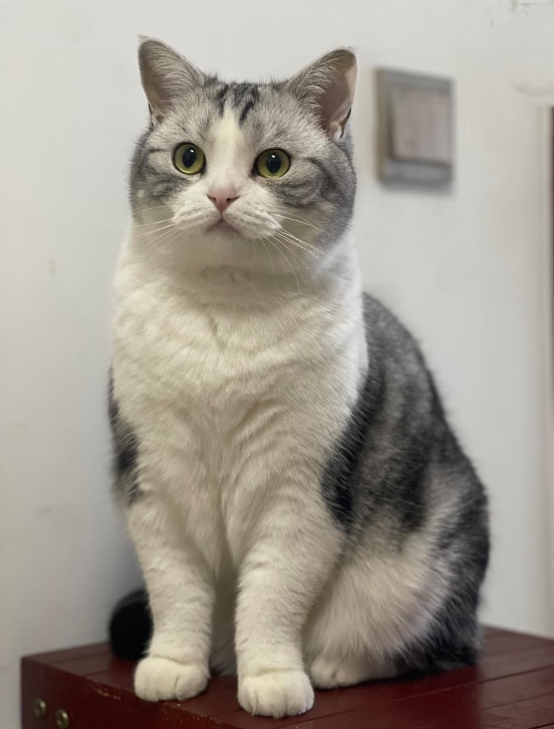 有时候真感觉养儿子还不如养只猫!有时候我都佩服我儿子追女生的手段一听喜欢的女