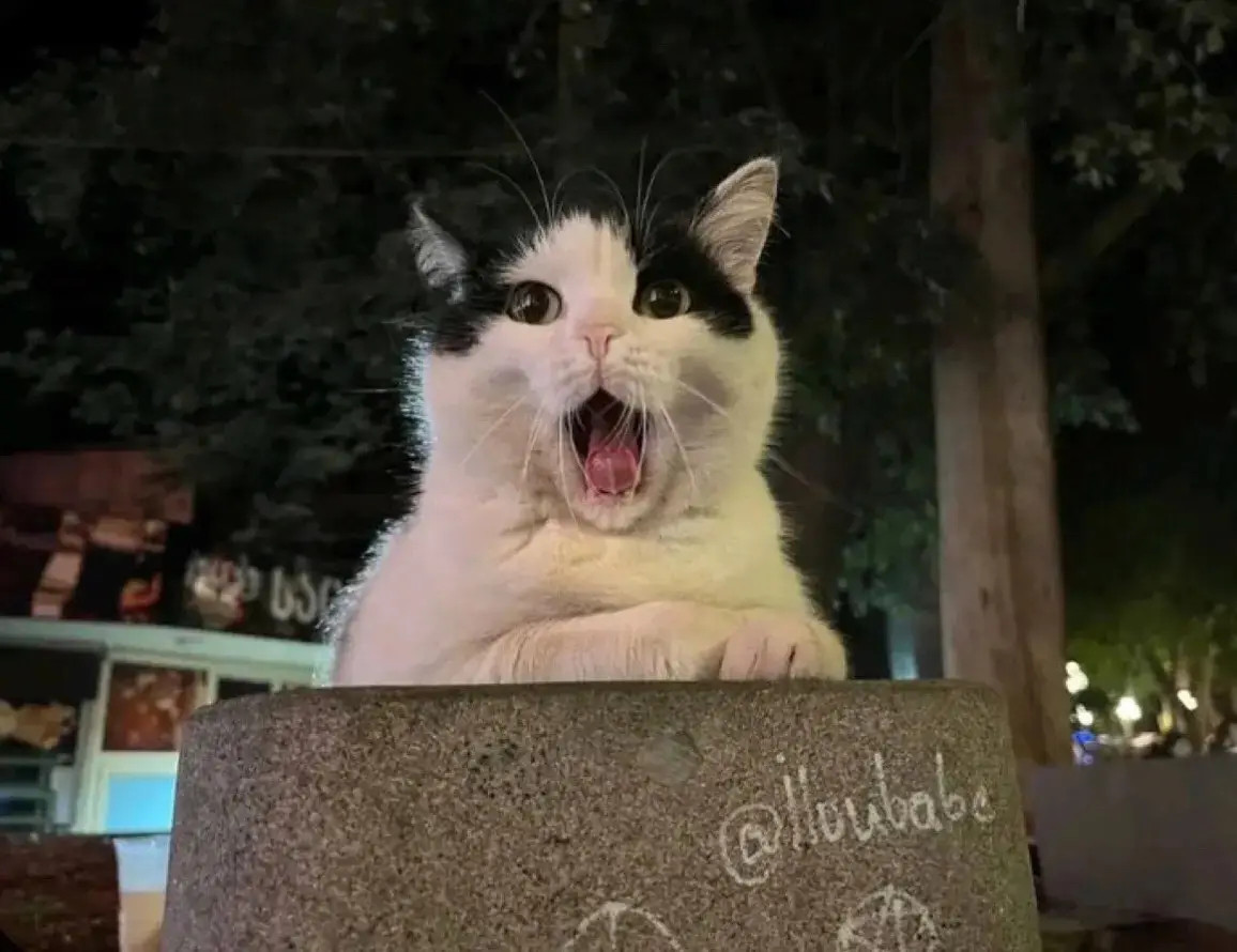 这个世界不能没有小猫！