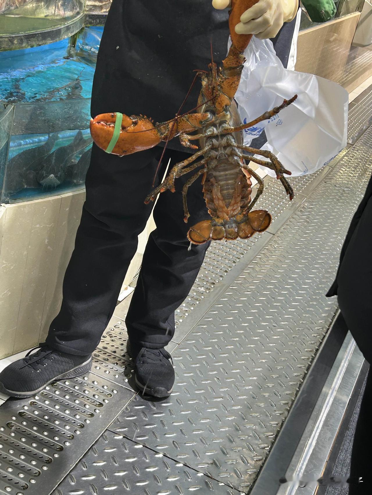 马上要过年啦！要开始准备年货了！看看这只大龙虾，波士顿大龙虾，这只虾