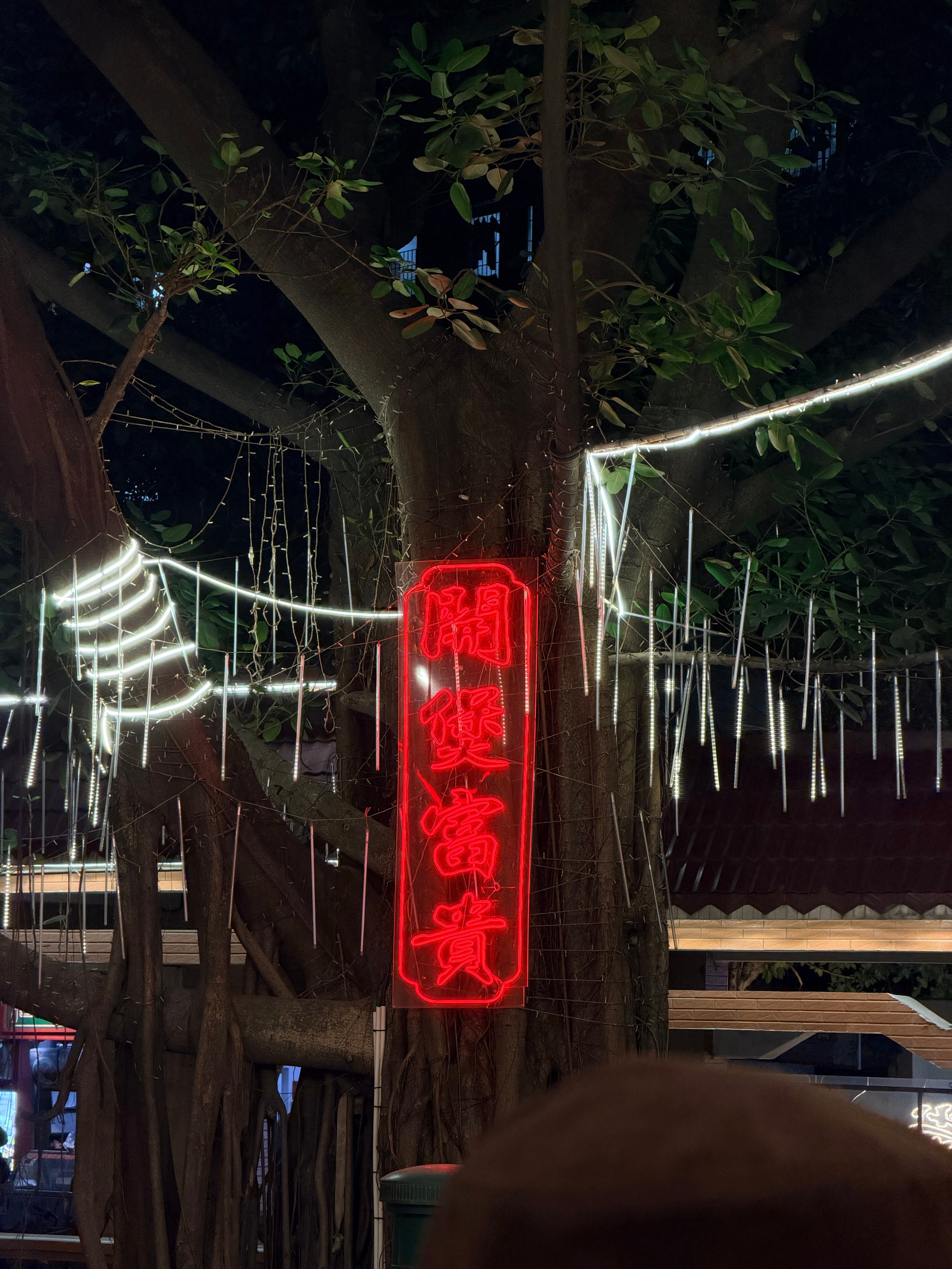 今晚吃碳炉鸡煲，现杀的