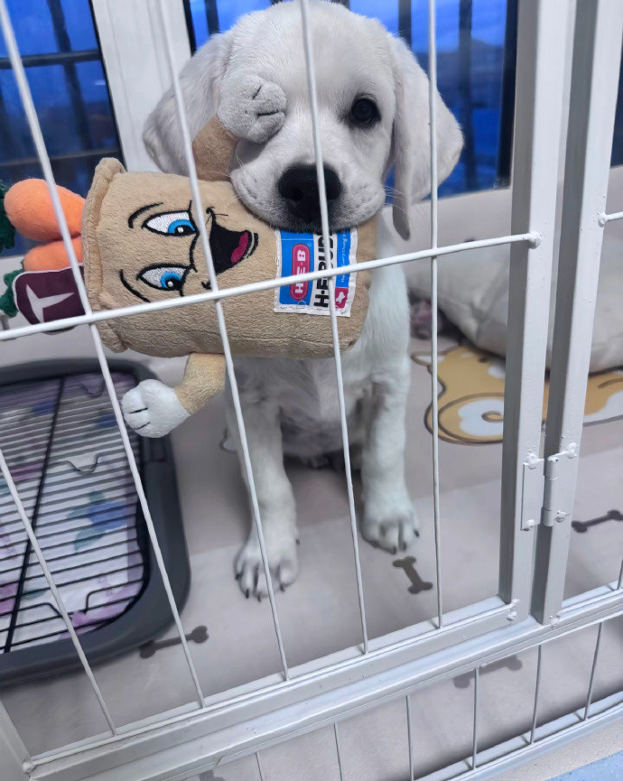 难道这是传说中的加勒比海狗？