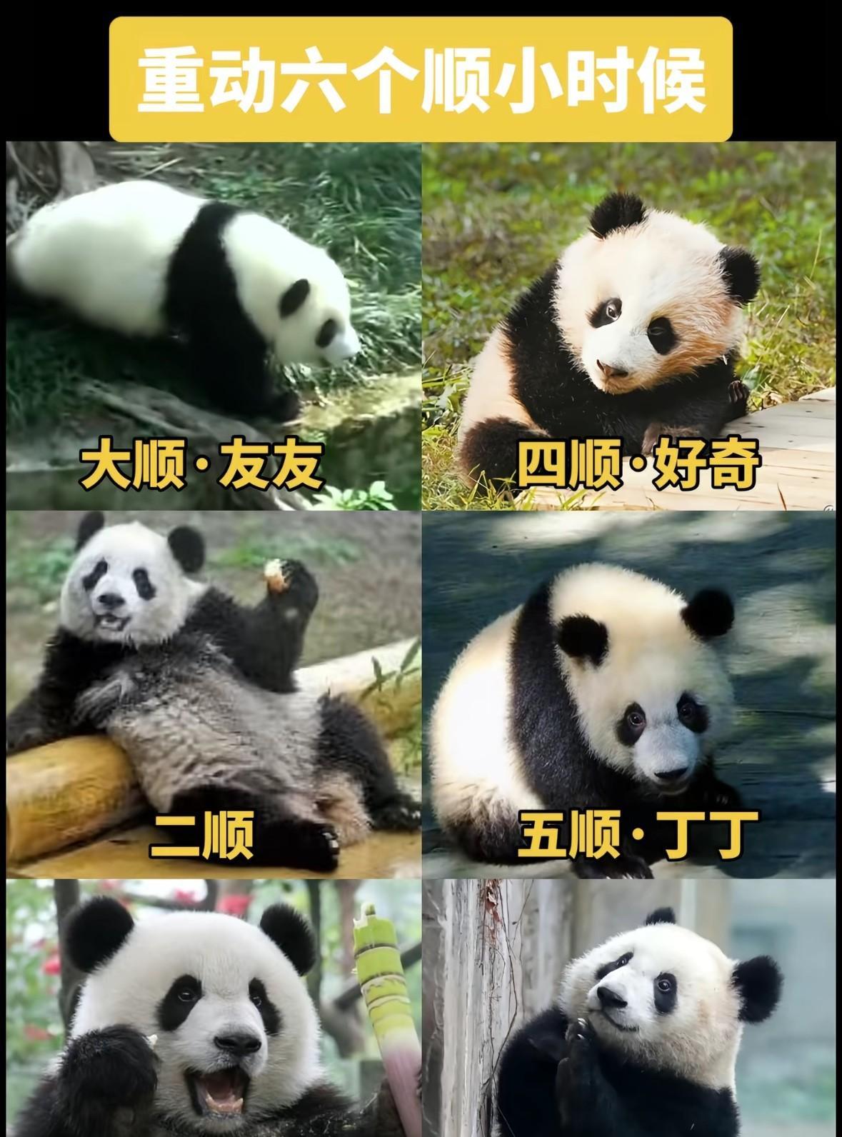 大熊猫的基因，也太绝了吧！看看二顺三顺四顺小时候的照片，简直和现在的爱姐、小五