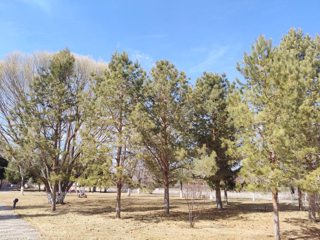 今年春天最想实现的心愿希望人人都是熬过了风雪，熬过了严寒，熬过了冬天，终于迎来春