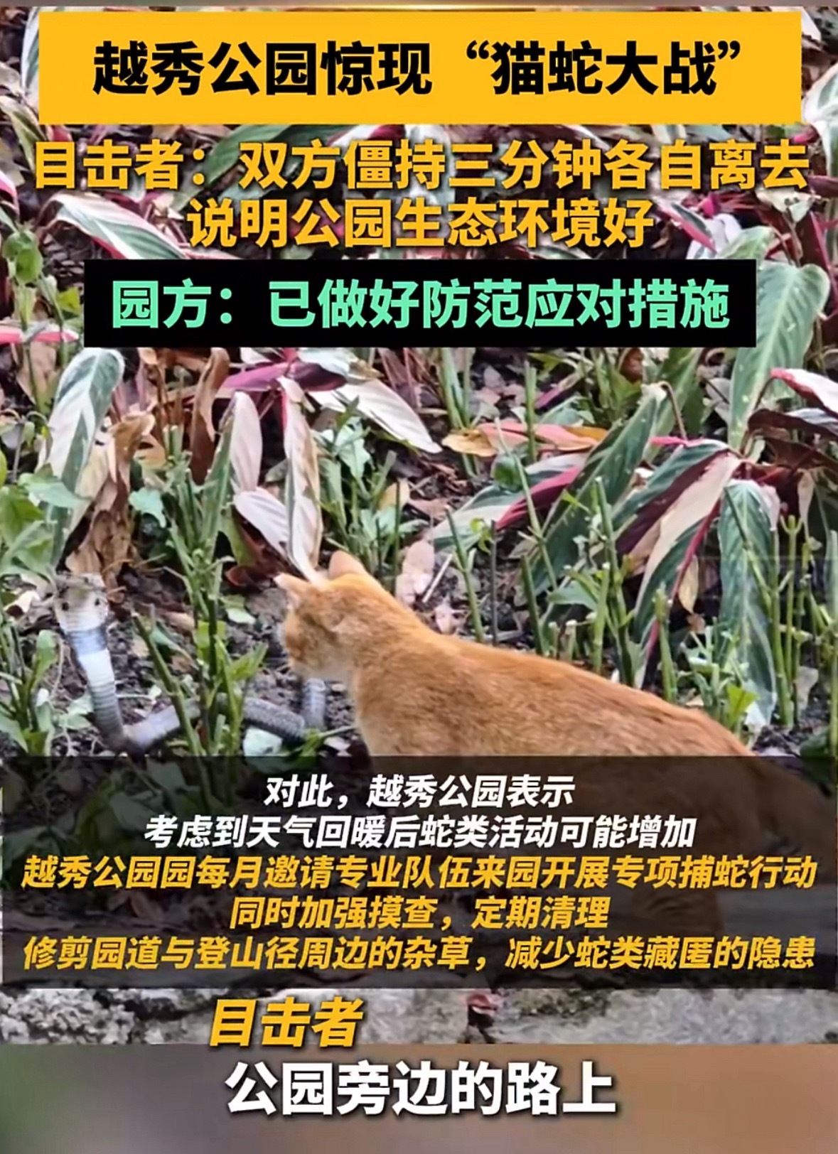广州越秀公园惊现猫蛇大战公园：将每月邀请专业队伍来园开展专项捕蛇行动。欺负没有蛇