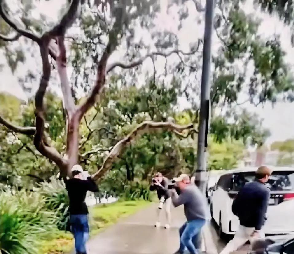 澳洲媒体围追堵截杨兰兰，气氛紧张！记者前堵后追，人权呢，肖像权呢？澳大利亚的狗