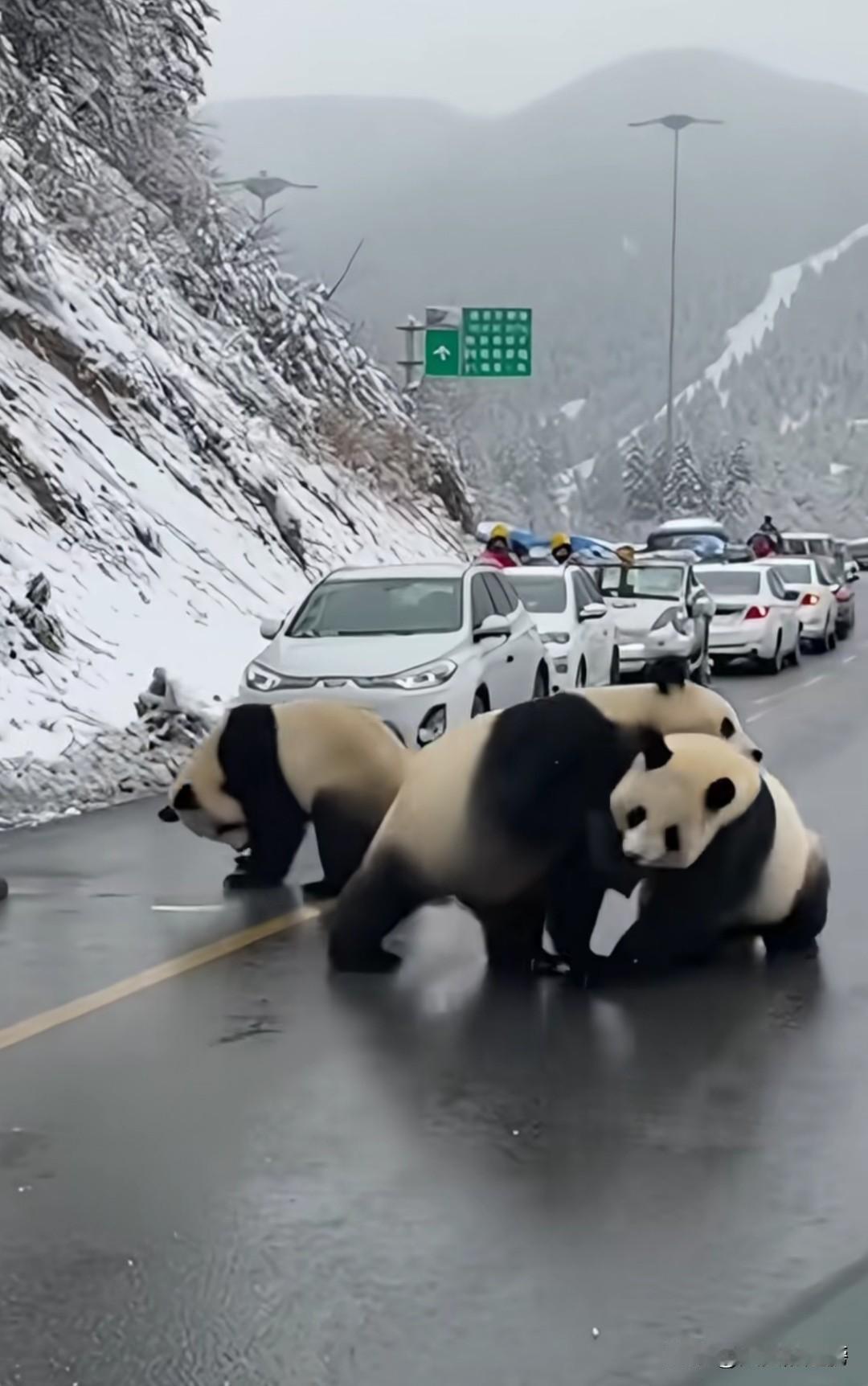 这俩家伙在马路上打架，赶紧报警，把他俩抓进派出所关起来，免得影响交通。