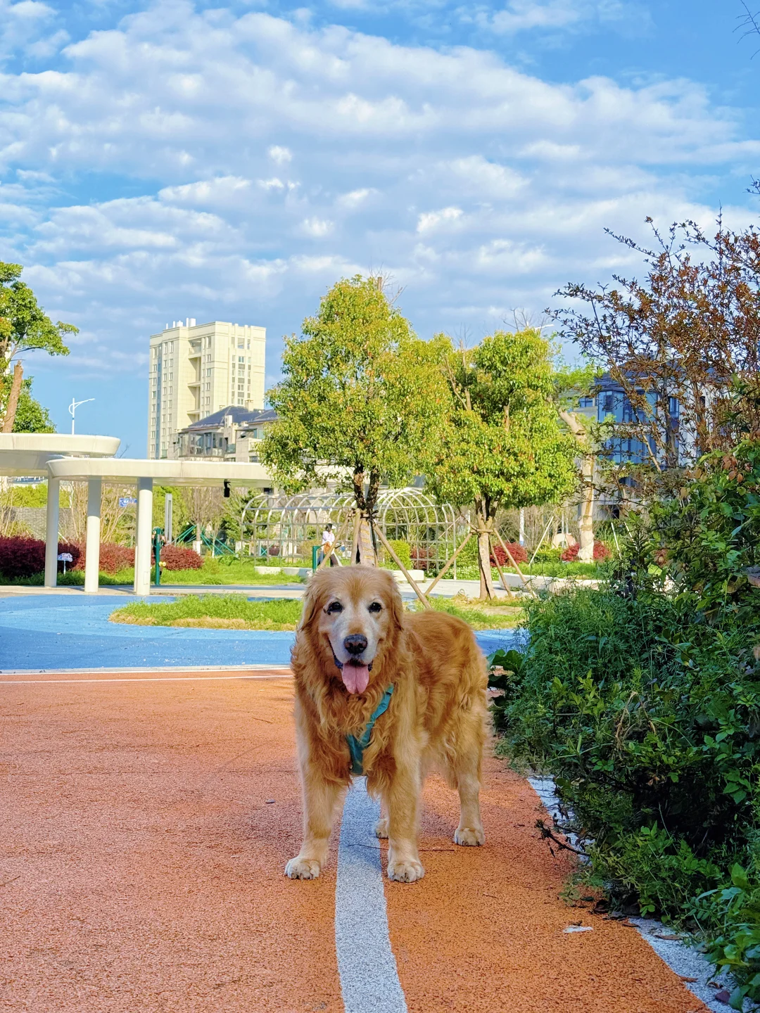 小狗今天超棒的！