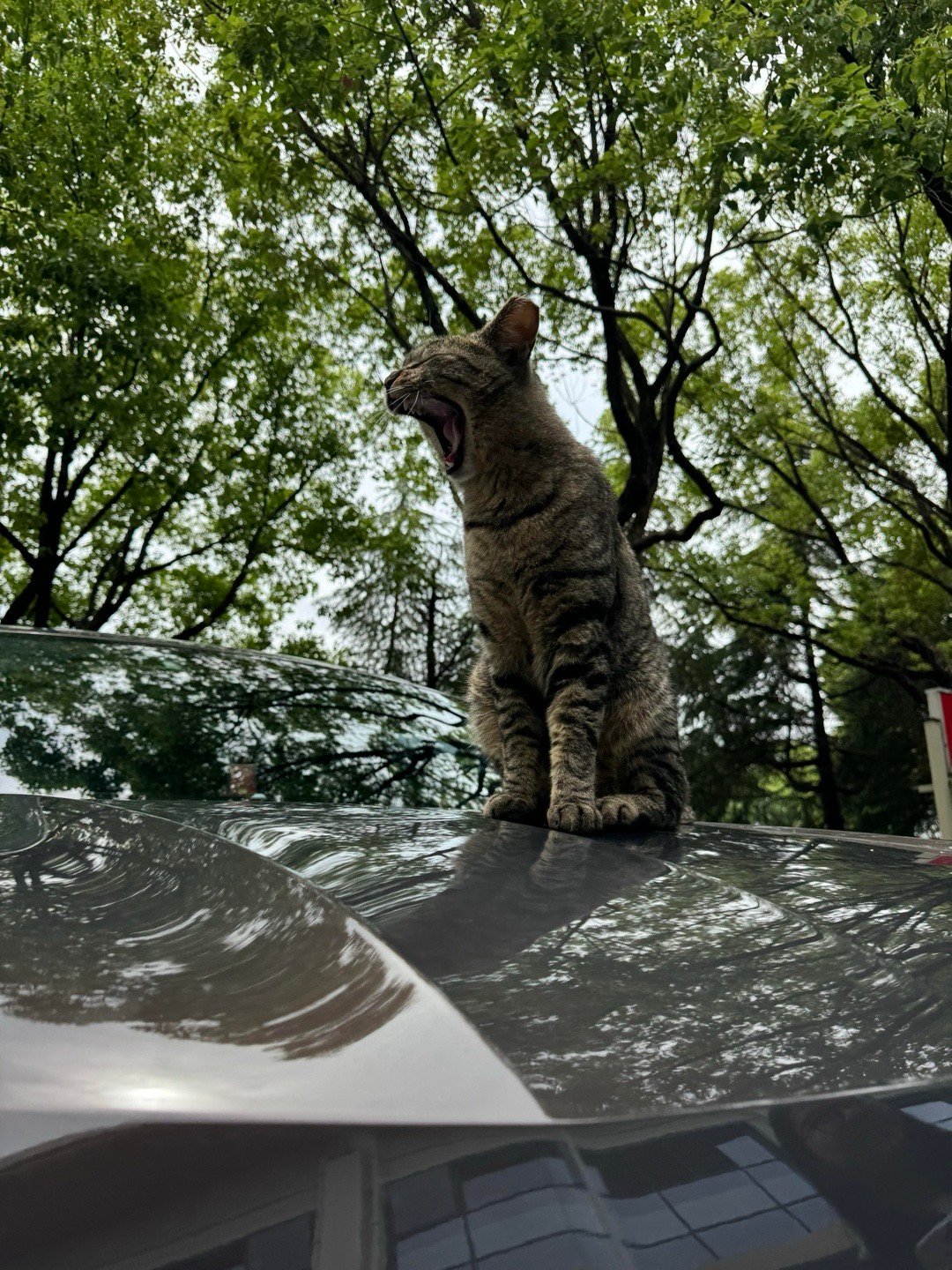 一只想当车模的猫猫​​​