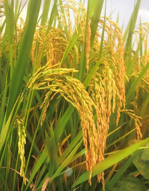 看到“春播千亩稻”这个上联，我脑海里一下就蹦出几个下联。像“秋收万担粮”就很不错