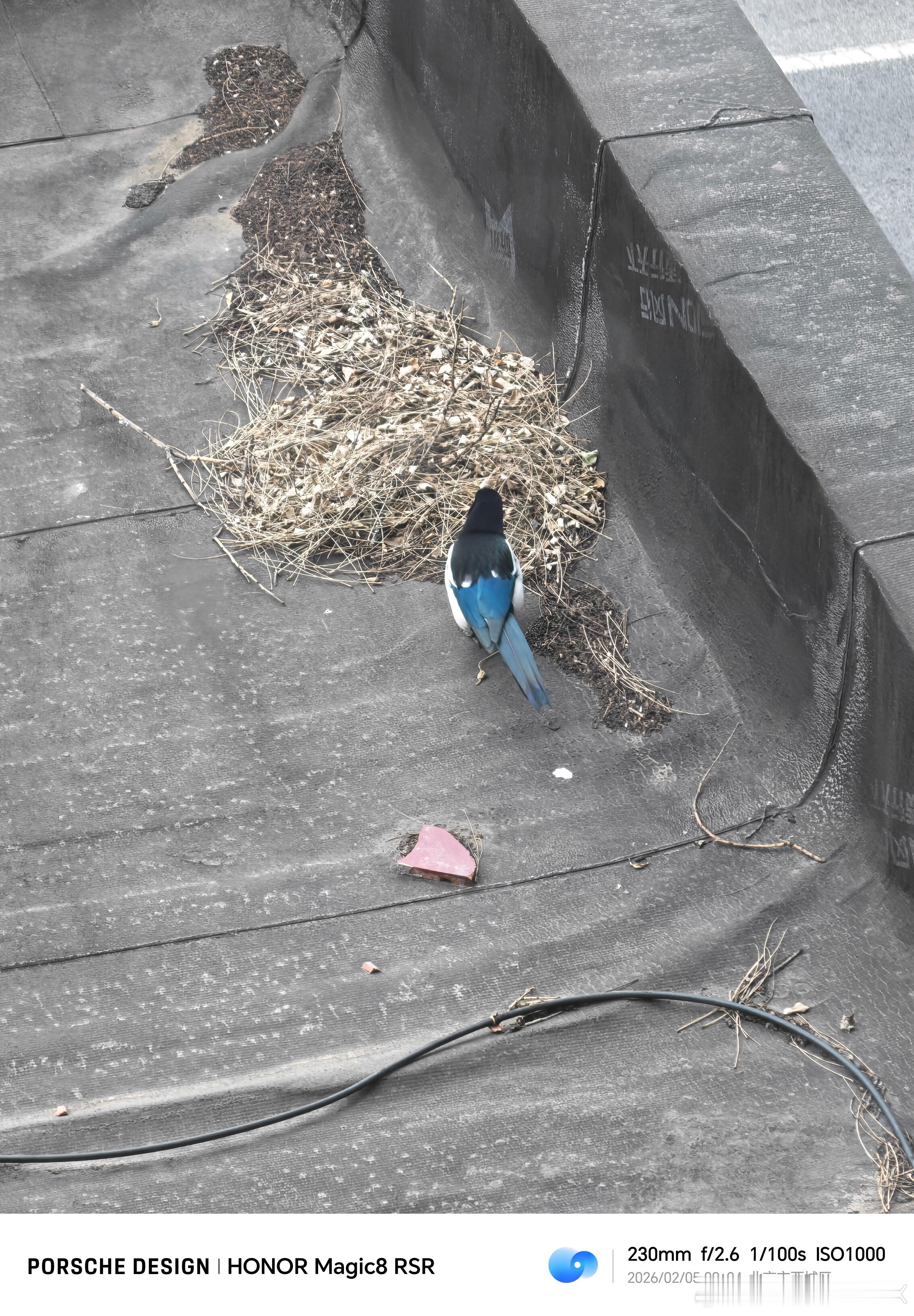 一早就看到两只大喜鹊