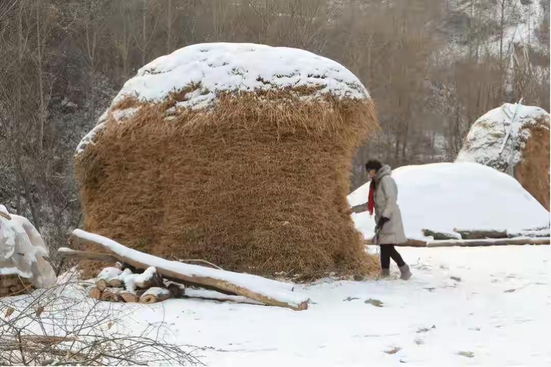 记得小时候家家都有草堆！用草勾扯草大家小时候干过么？越扯越难扯，小时冬天每天都要