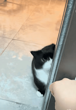 爪子收得好好的，嘴巴张着也是闹着玩，一点都不伤人，全程乖乖配合，这才是真正温柔又