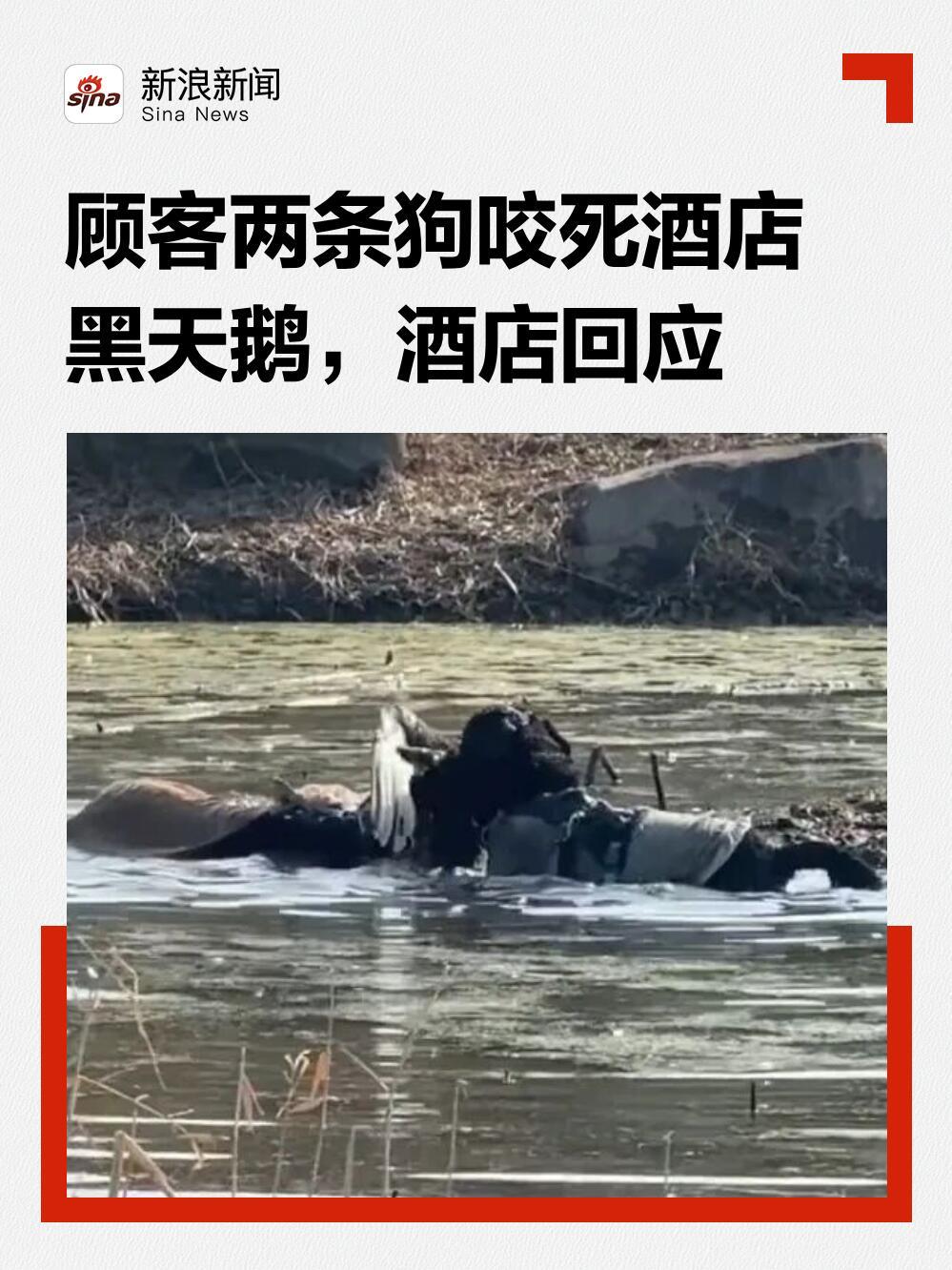 昨天网上有个视频看得人一肚子火。在浙江湖州德清县一家度假酒店里，两条狗溜进湖