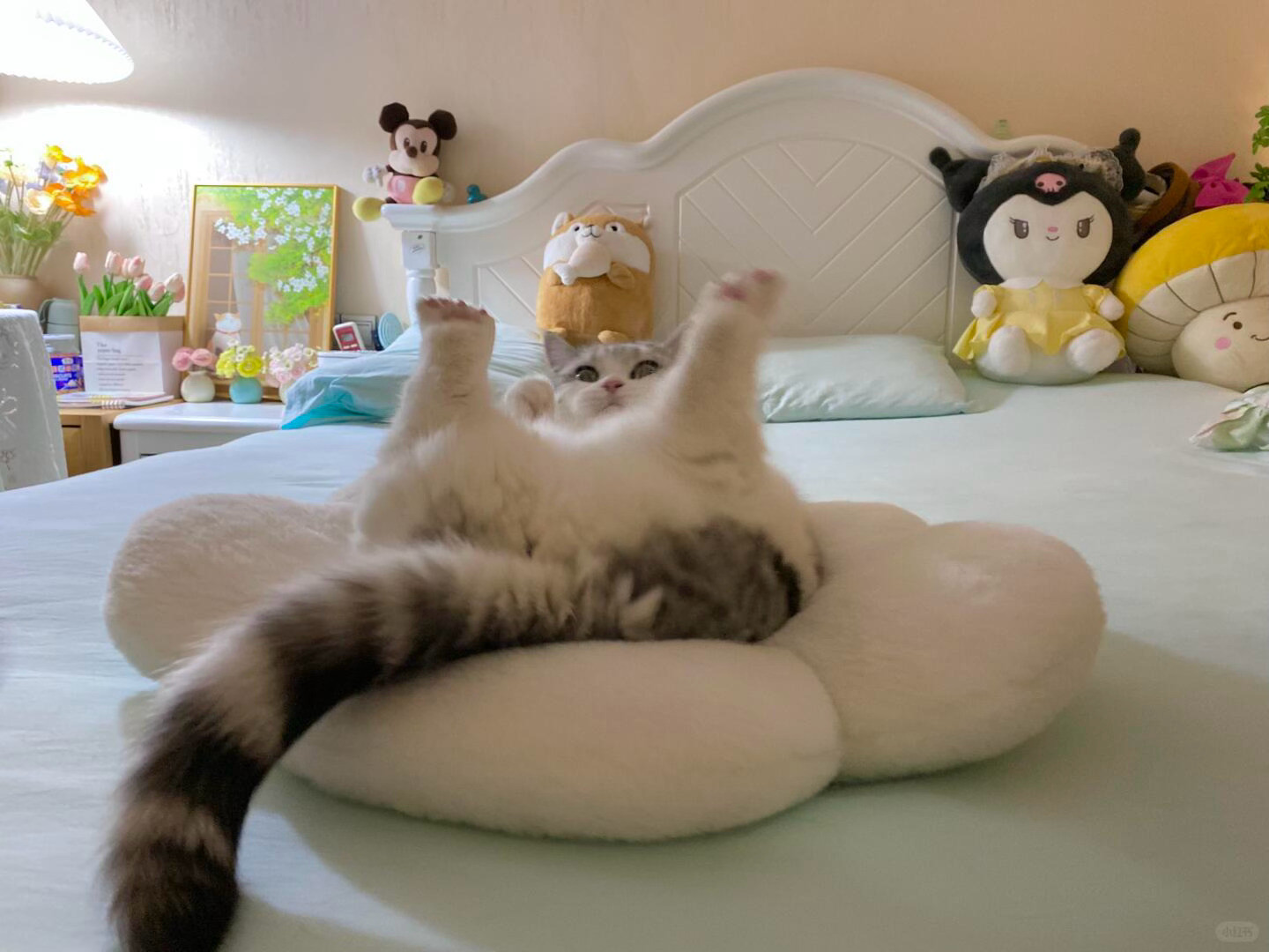 猫儿这个肥美​​​