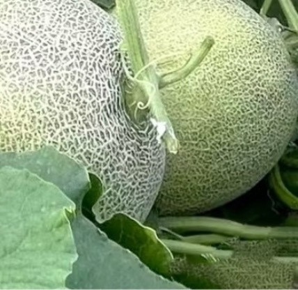 哈密瓜的种植方法一、播种育苗哈密瓜通过种子育苗，在种植前要先进行育苗。选用优质的