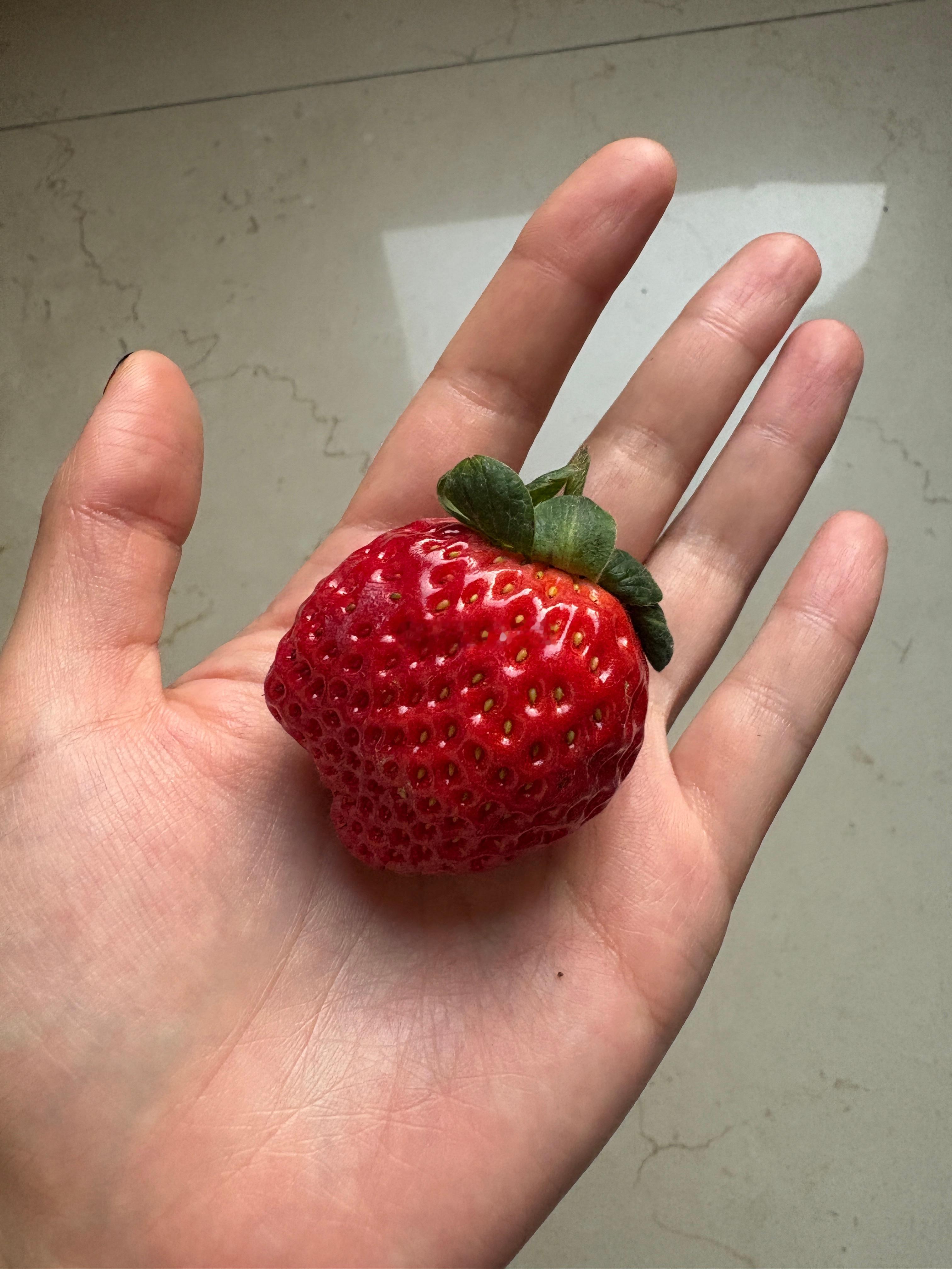 最近不是草莓季了么！黑的白的红的都吃了，感觉还是这种正常的草莓好吃，奶香奶香的，