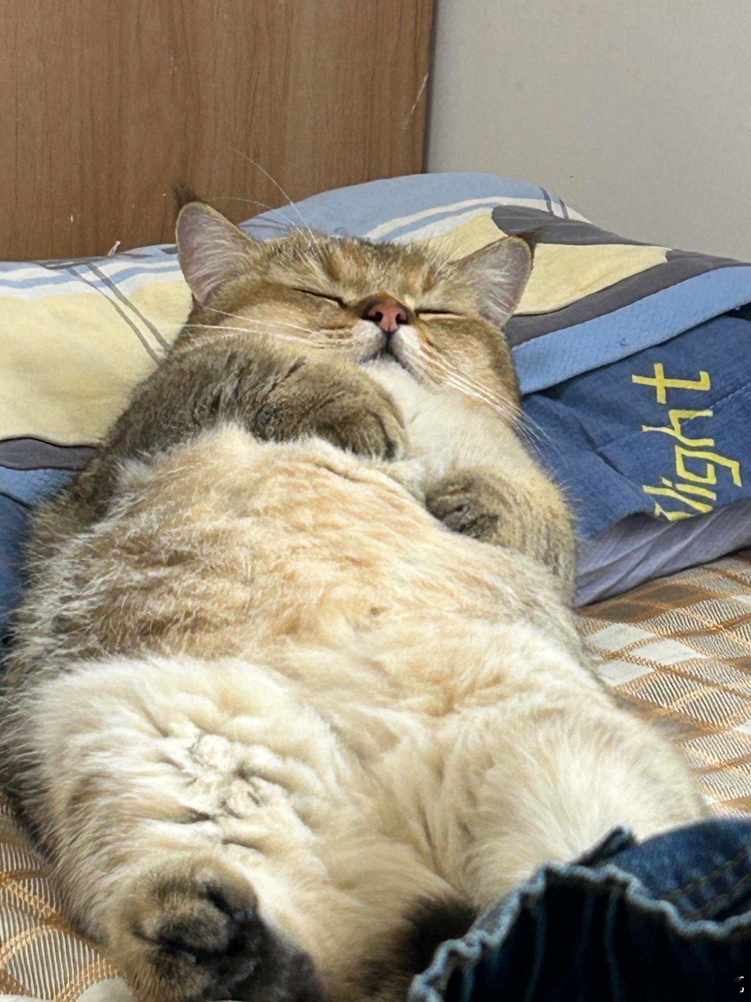【呼呼大睡的胖猫猫】全世界最放松的小猫咪已上线😴​​​