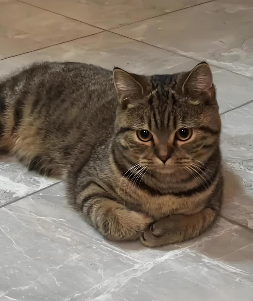 我妈养了15年的猫走了真的特别懂这种揪心的感觉，我家之前那只陪了我妈12年的