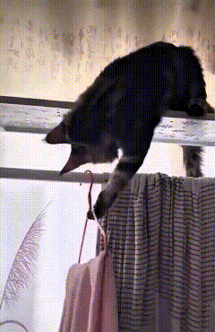 恁瞅瞅这小猫咪，爪子精准得很，一下就把挂钩挂到钩子上了，严丝合缝，比恁缝衣服都齐