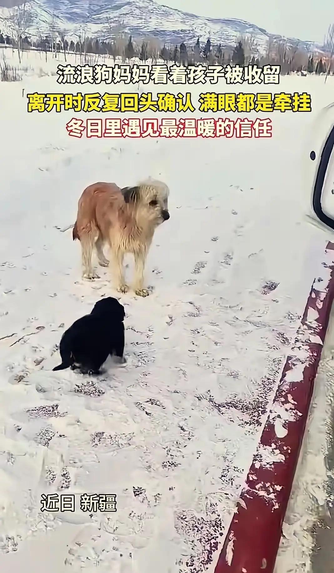 万物皆有灵性！新疆，一车主刚在路边停下休息，接下来的一幕让他直接傻眼了：两只流