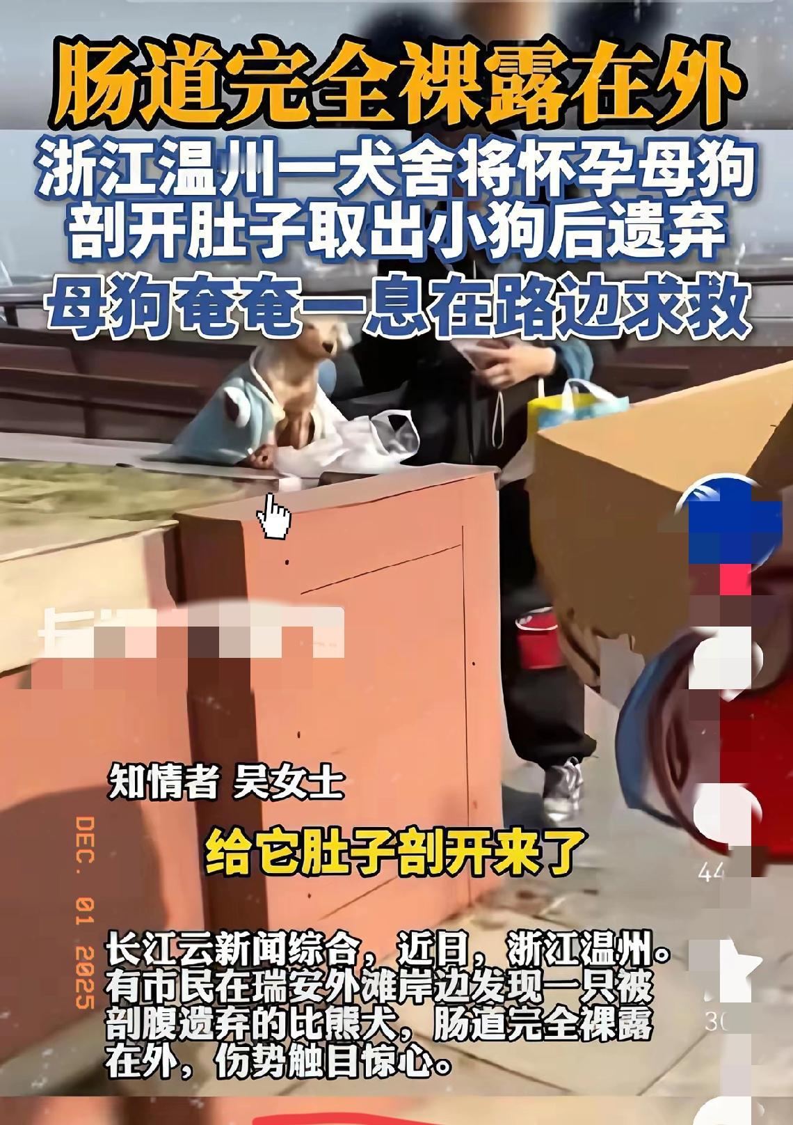 一只母狗难产，主人亲自进行剖腹，没有麻药，取出两只幼崽后，没有任何处理，把母狗装