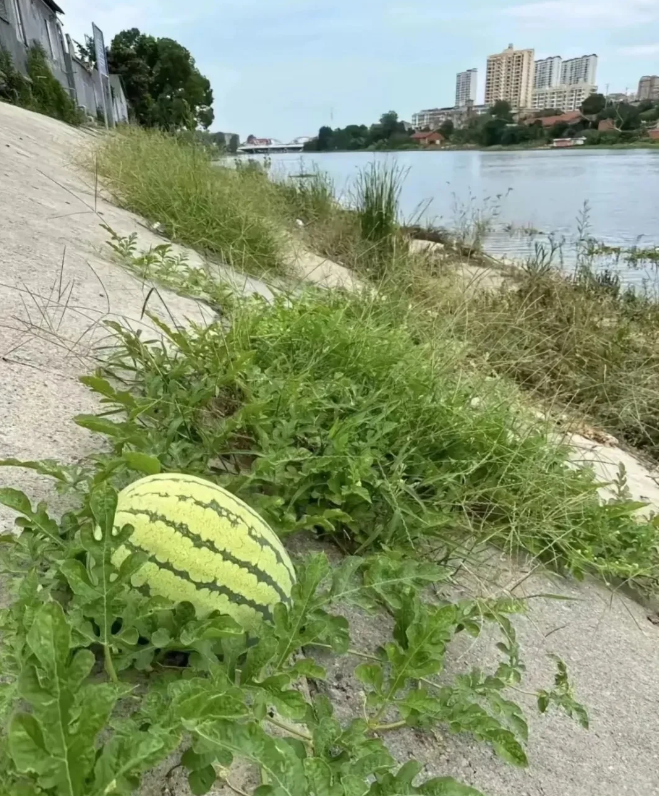 河边钓鱼口渴了，请问这个西瓜能吃吗？