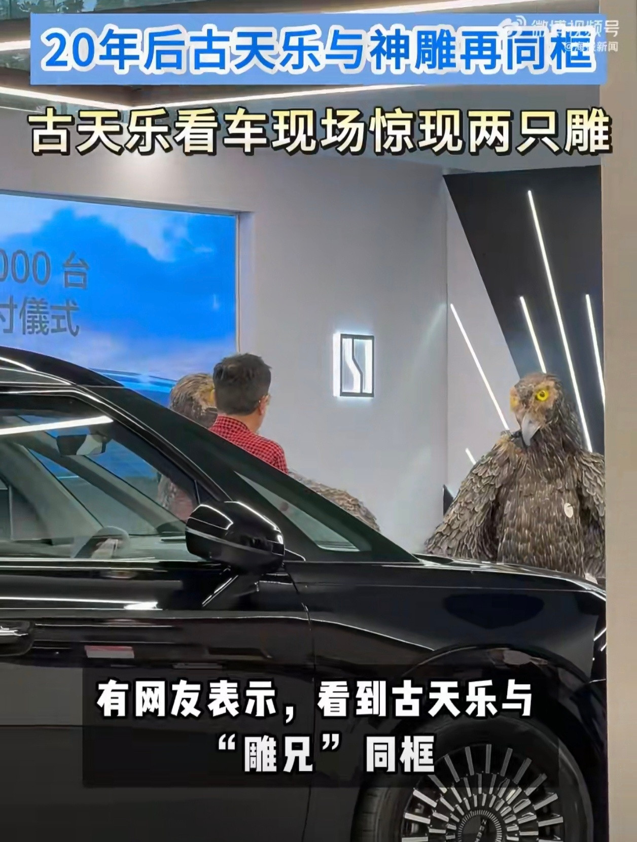 看见这两只雕在古天乐身边，一下子就让我想起了童年爱追的剧《神雕侠侣》，当时杨过身