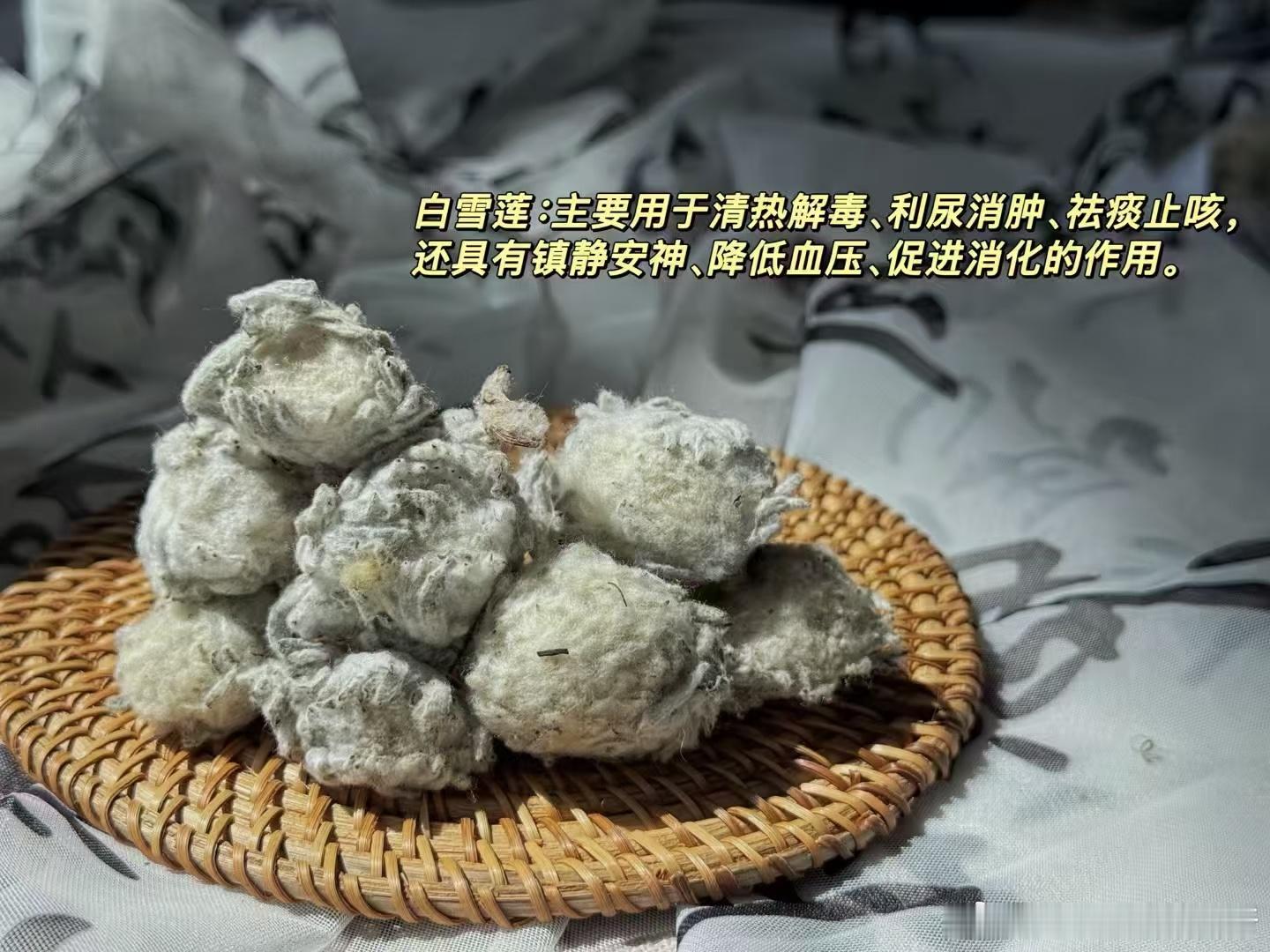 西藏雪莲花，生长于海拔4000米以上的高寒地带，在冰川峭壁间历经风霜淬炼，以顽强