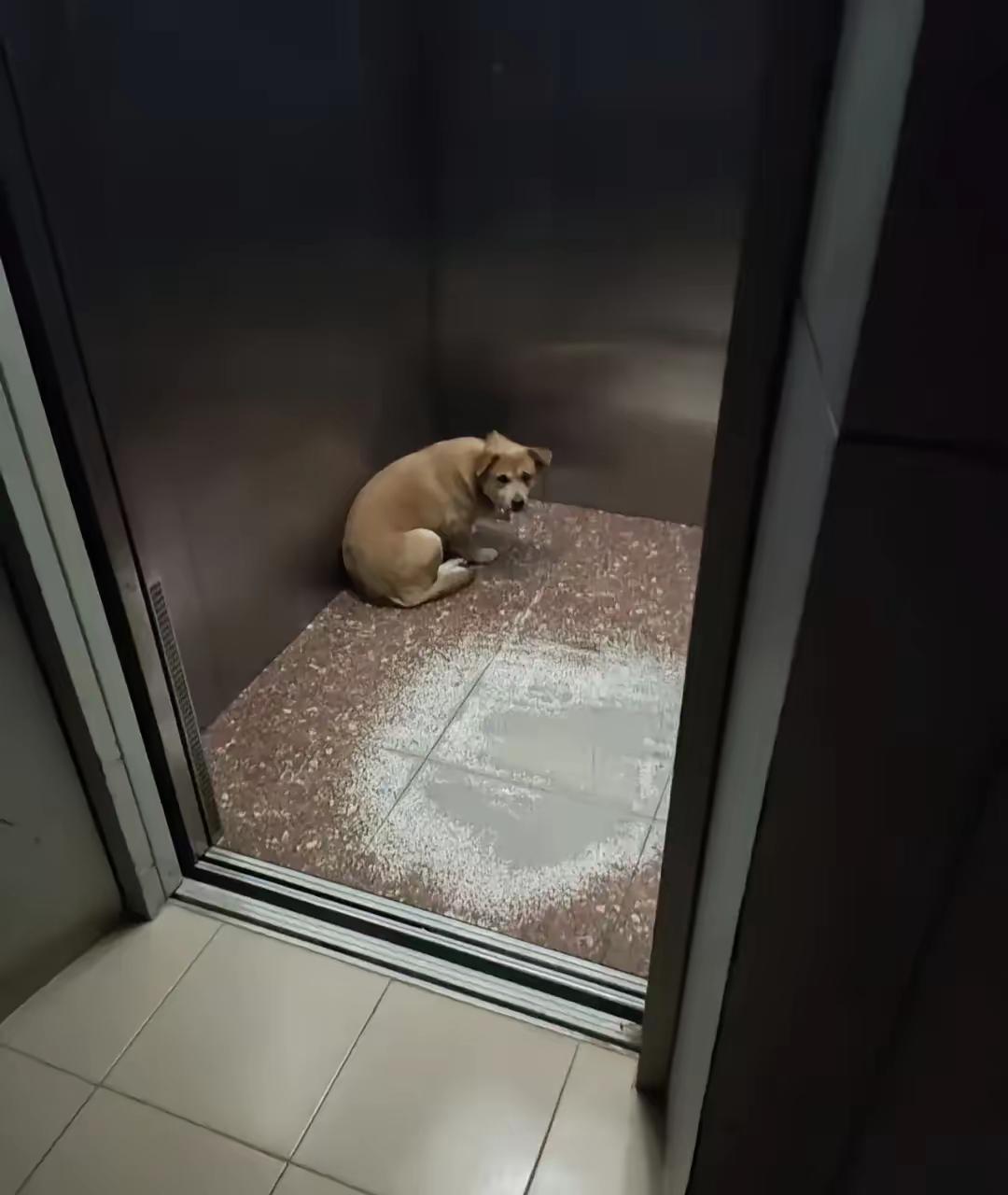 八楼一户人家搬走了，可能觉得小土狗不值什么钱也就没带走。那只狗狗就跟楼道较上劲了