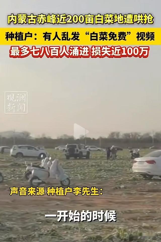 内蒙古赤峰，李先生承包了几百亩地种植玉米和白菜，不久前，有人发布了一条李先生地里