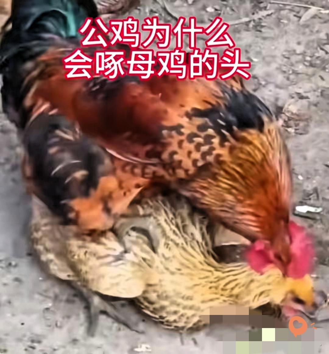 小时候见着大公鸡“欺负”小母鸡，我立马抄起笤帚追着它打，满院子追得它咯咯求饶