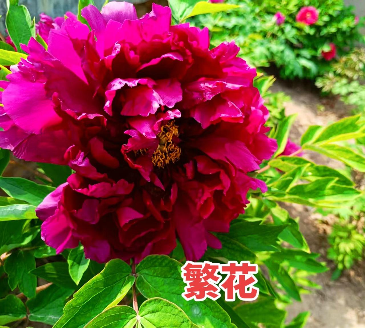 看看你种的盆栽国花牡丹