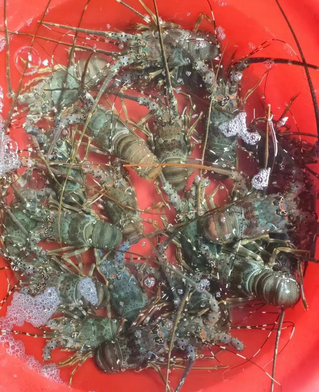自己掏腰包的饭局能不能组织？这问题，看似简单，实则暗藏玄机。如今