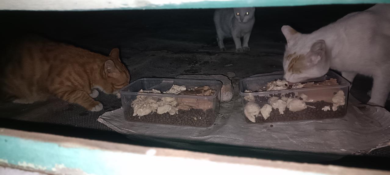 去偏远山区投喂厂里的流浪猫，一路骑车过来，看到有流浪猫站在垃圾桶上面却没有什么收