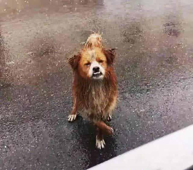 外面下着大雨，这只狗狗坐在潮湿的路面，祈求行人能够帮帮自己，让它靠近时，心里真的