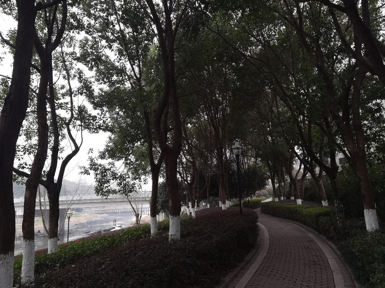 上午去公园散步，一大爷骑着电动车在河边菜地偷菠菜，正好被菜地主人发现了，大爷慌忙