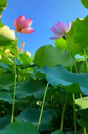 两朵粉色的荷花在蓝天下绽放。秋天正是荷花盛开的时节，带苞开放的荷花