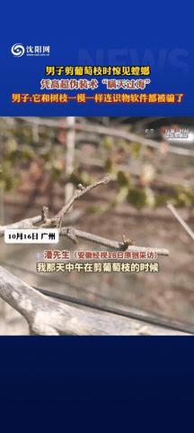 万万没想到！广东湛江，小伙修剪葡萄树枝，剪刀刚要伸过去，有一个树枝竟然“动了”，