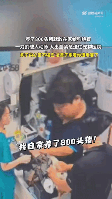 男子凭养猪经验给狗做绝育，一刀割破大动脉。狗差点没了。按着狗的时候，狗还回头
