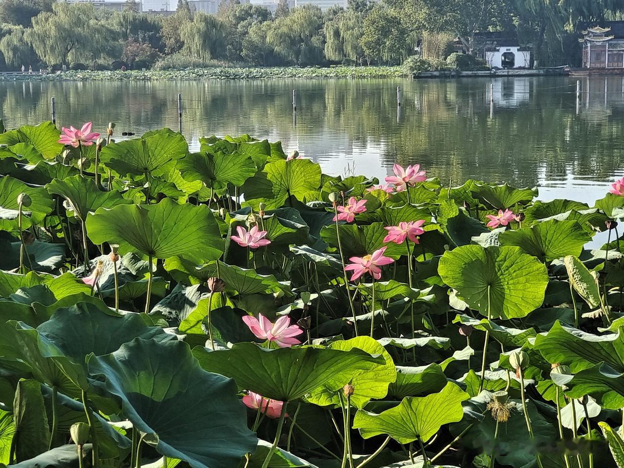 上联：蛙坐荷上观日月下联：人站池边看山河终生坚持作品原创的人图片来源于作