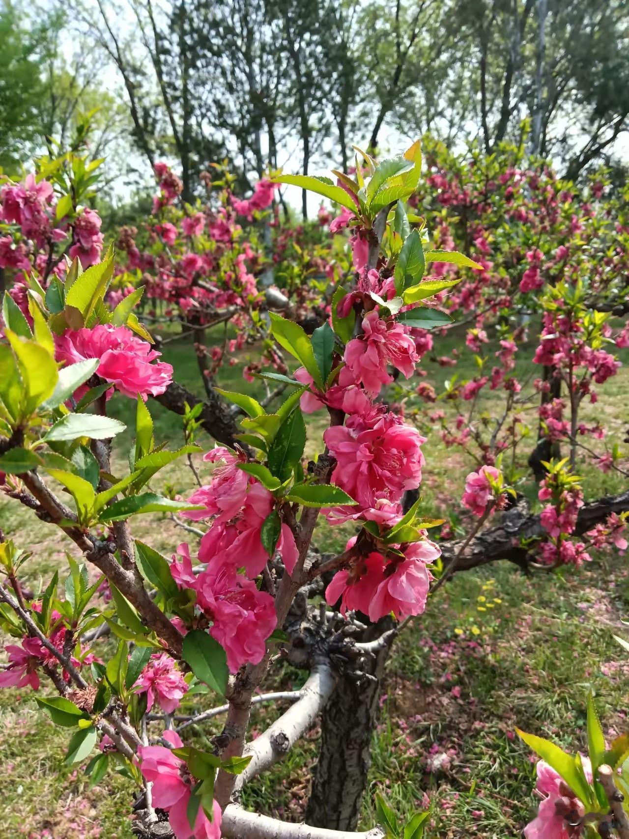 科学预防糖尿病的妙方一、吃对三餐，比吃药更管用1. 主食别只吃精米白