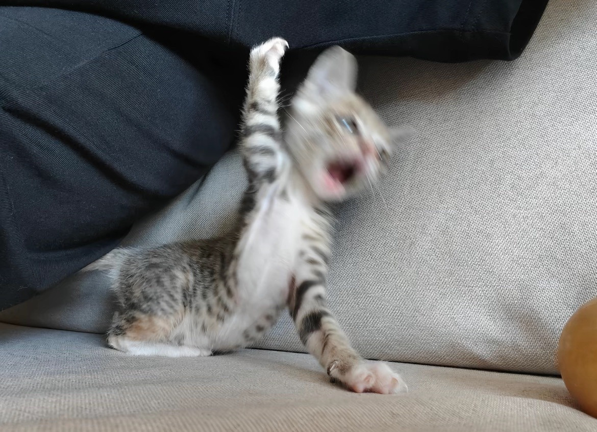 猫咪宝宝好像生气了
