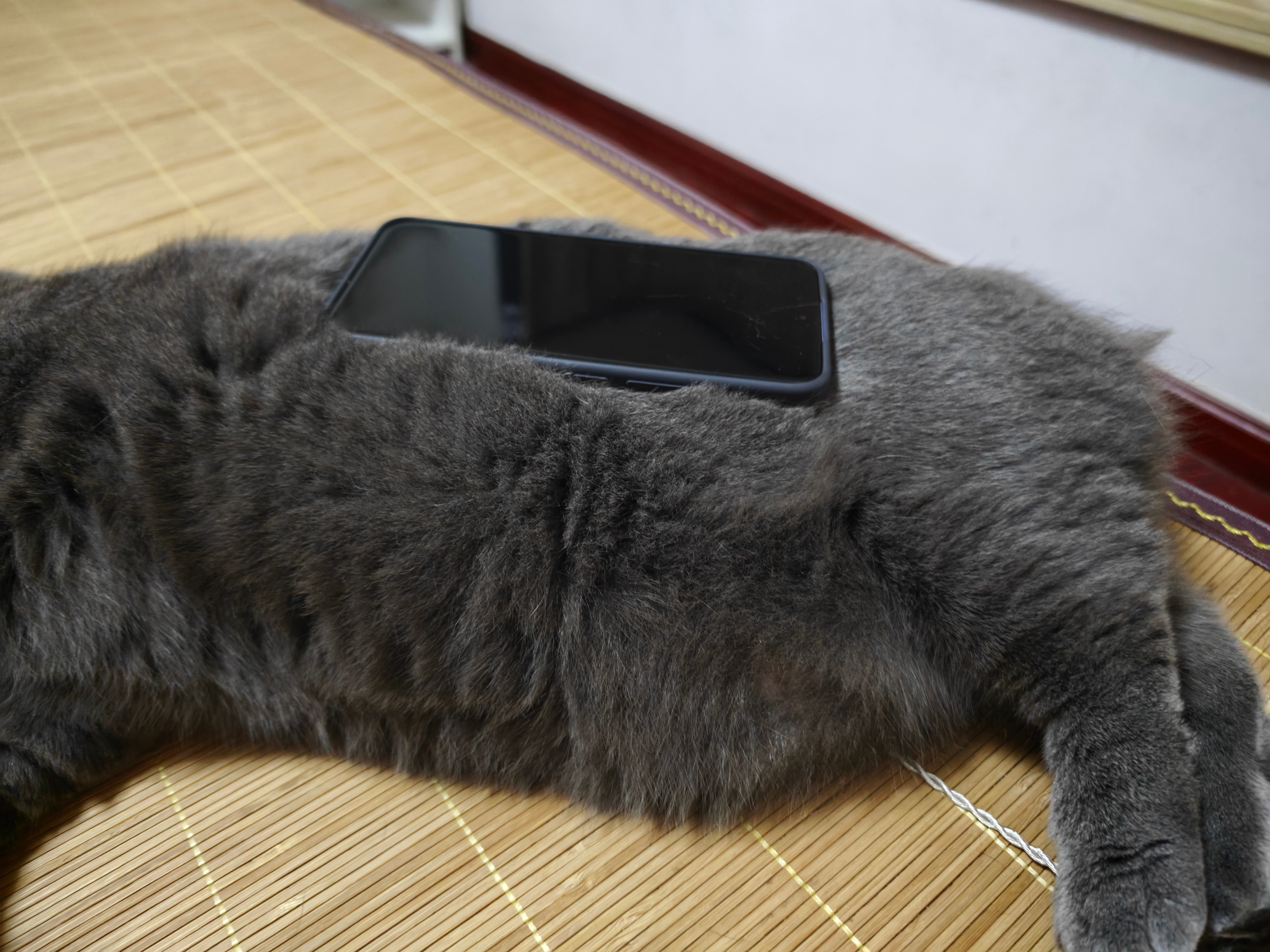 小猫堆堆乐挑战，猫没意见​​​