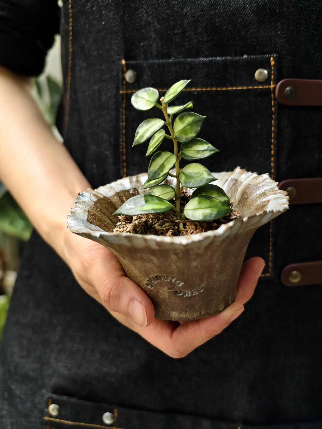 好看又好养的植物怎么能不爱呀？！