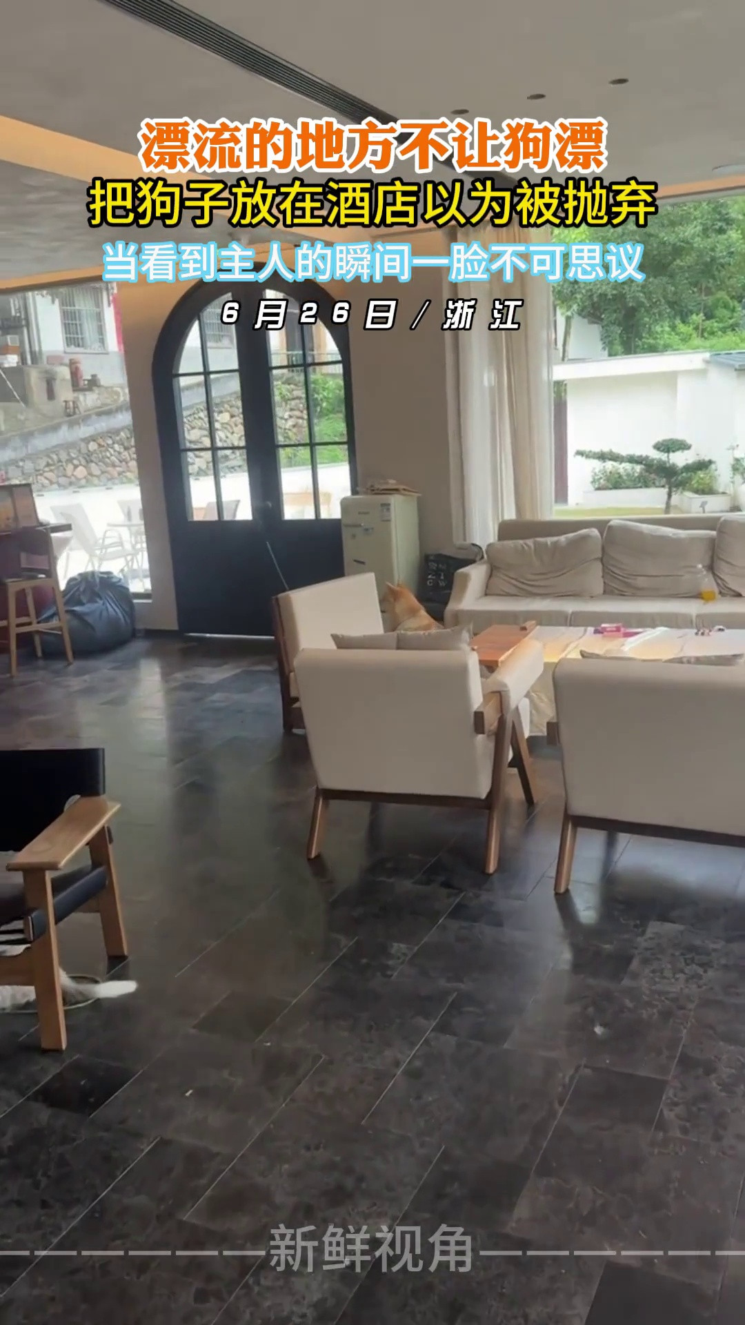 把狗子放在酒店以为被抛弃当看到主人的瞬间一脸不可思议