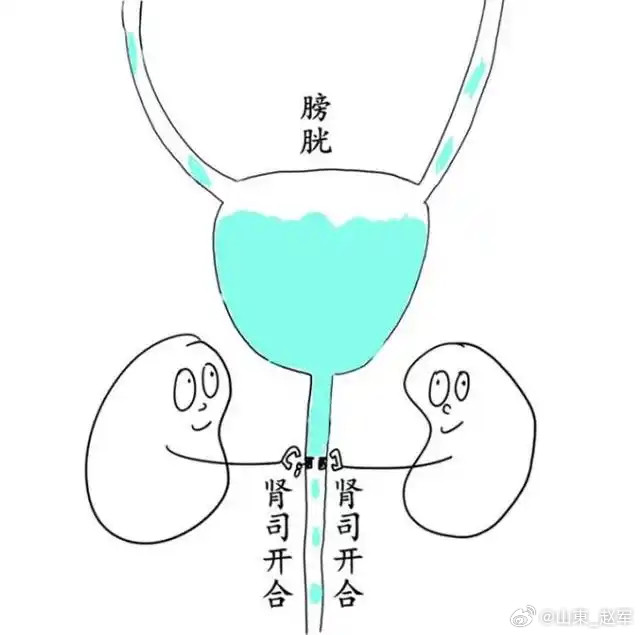 五脏之水药水性滋润，水者阴也，补五脏之水者，即补五脏之阴以润之。熟地补水，为补水